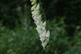 Digitalis purpurea 'Alba'Vingerhoedskruid bestellen